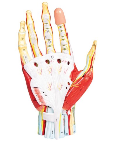 Mano con muscoli e legamenti scomponibile in 7 parti Erler Zimmer M161 Mano con muscoli e legamenti scomponibile in 7 parti Erler Zimmer M161