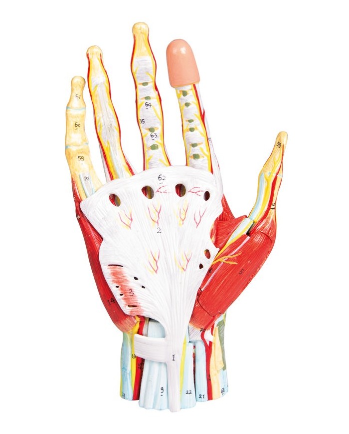 Mano con muscoli e legamenti scomponibile in 7 parti Erler Zimmer M161