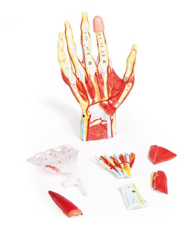 Mano con muscoli e legamenti scomponibile in 7 parti Erler Zimmer M161 Mano con muscoli e legamenti scomponibile in 7 parti Erler Zimmer M161