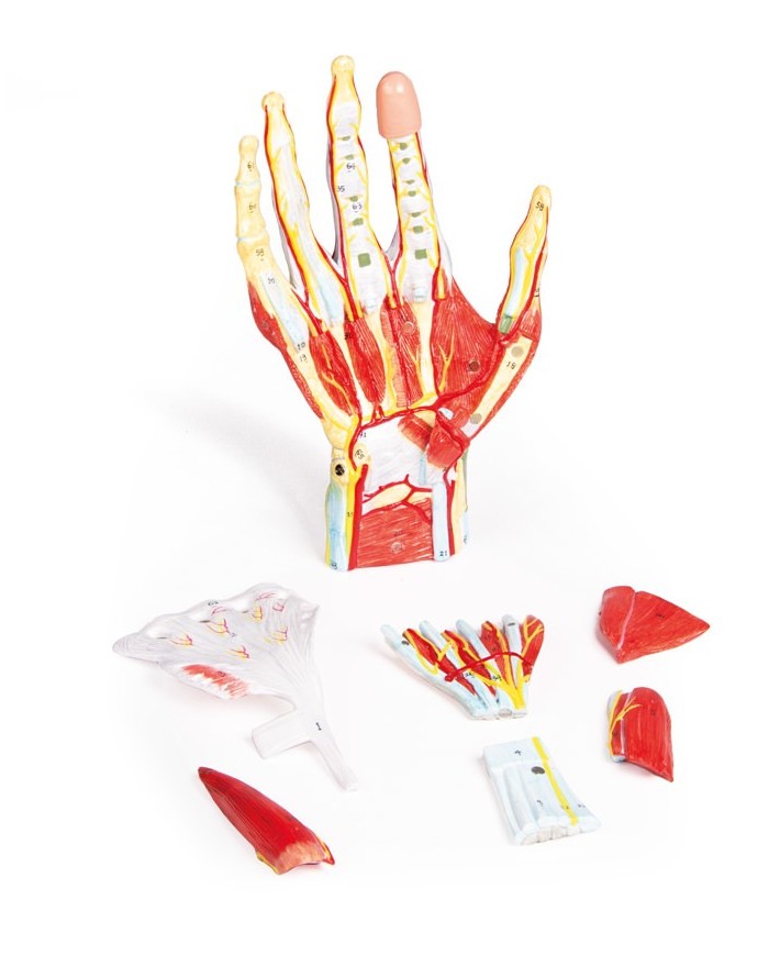 Mano con muscoli e legamenti scomponibile in 7 parti Erler Zimmer M161