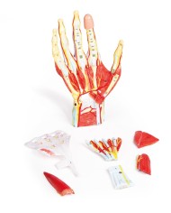 Mano con muscoli e legamenti scomponibile in 7 parti Erler Zimmer M161