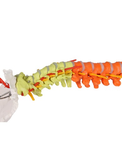 Modello di colonna vertebrale flessibile classica colorata con bacino A252 Modello di colonna vertebrale flessibile classica colorata con bacino A252