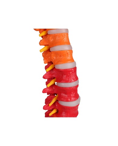 Modello di colonna vertebrale flessibile classica colorata con bacino A252 Modello di colonna vertebrale flessibile classica colorata con bacino A252