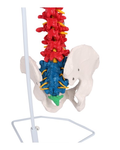 Modello di colonna vertebrale flessibile classica colorata con bacino A252 Modello di colonna vertebrale flessibile classica colorata con bacino A252