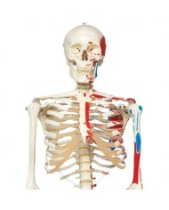 3B Scientific, Scheletro Max A11 con illustrazione dei muscoli, su cavalletto in metallo con 5 rotelle