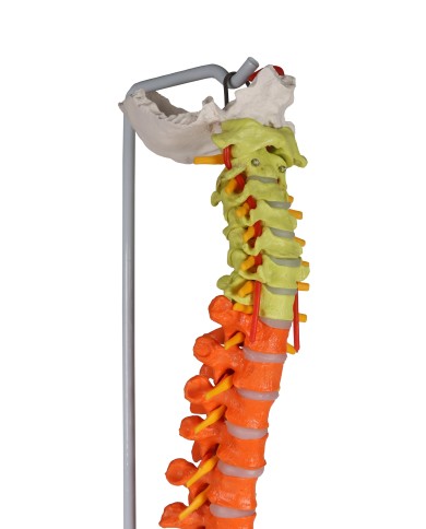 Modello di colonna vertebrale flessibile classica colorata con bacino A252 Modello di colonna vertebrale flessibile classica colorata con bacino A252