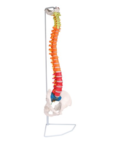 Modello di colonna vertebrale flessibile classica colorata con bacino A252 Modello di colonna vertebrale flessibile classica colorata con bacino A252