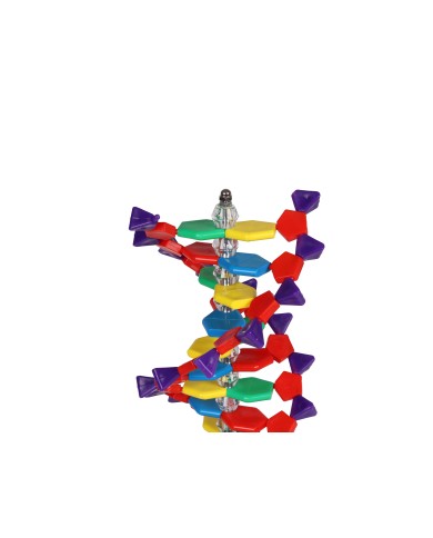 Modello di DNA a doppia elica Erler Zimmer C100 Modello di DNA a doppia elica Erler Zimmer C100