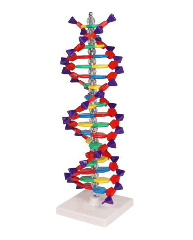 Modello di DNA a doppia elica Erler Zimmer C100 Modello di DNA a doppia elica Erler Zimmer C100