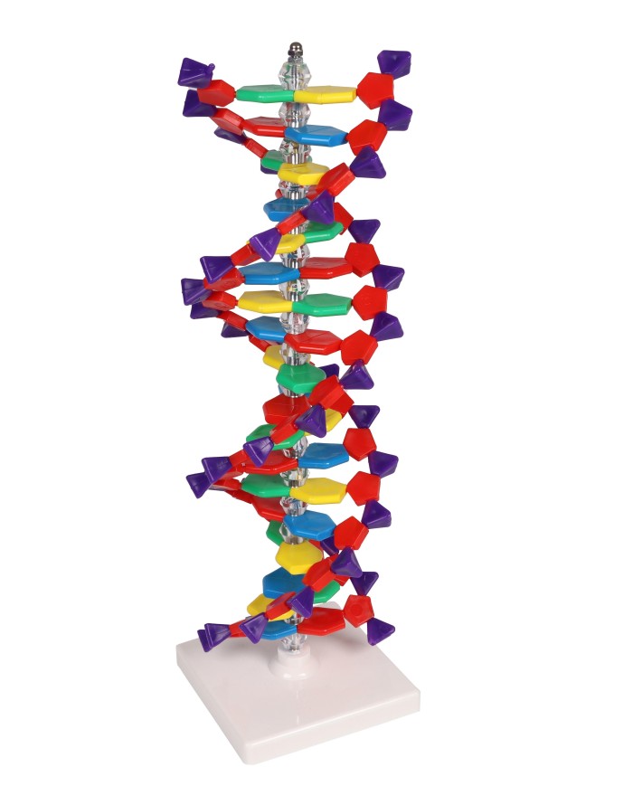 Modello di DNA a doppia elica Erler Zimmer C100