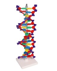 Modello di DNA a doppia elica Erler Zimmer C100