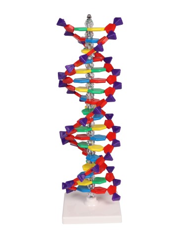 Modello di DNA a doppia elica Erler Zimmer C100