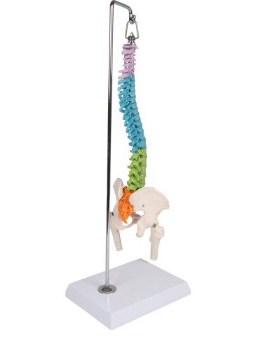 Colonna vertebrale colorata flessibile in miniatura A253 Colonna vertebrale colorata flessibile in miniatura A253