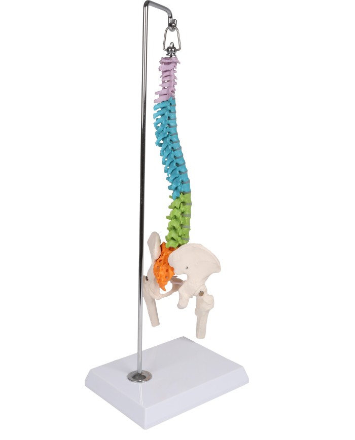 Colonna vertebrale colorata flessibile in miniatura A253
