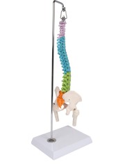 Colonna vertebrale colorata flessibile in miniatura A253