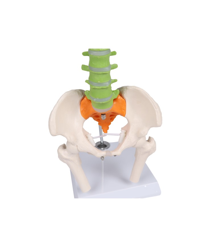Colonna vertebrale colorata flessibile in miniatura A253