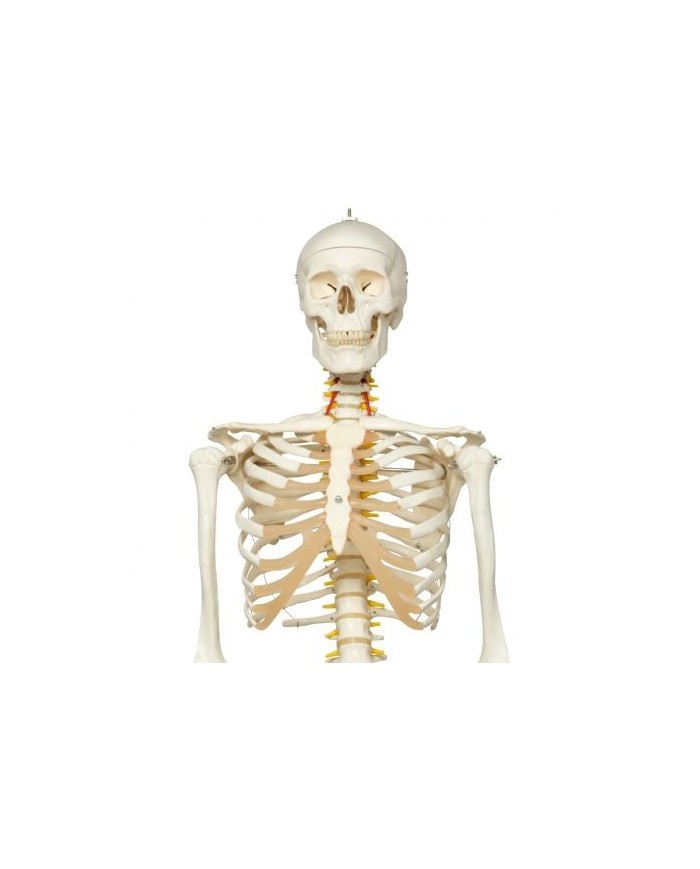 Scheletro 3B Scientific Fred A15, lo scheletro flessibile su cavalletto metallico con 5 rotelle