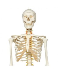 Scheletro 3B Scientific Fred A15, lo scheletro flessibile su cavalletto metallico con 5 rotelle