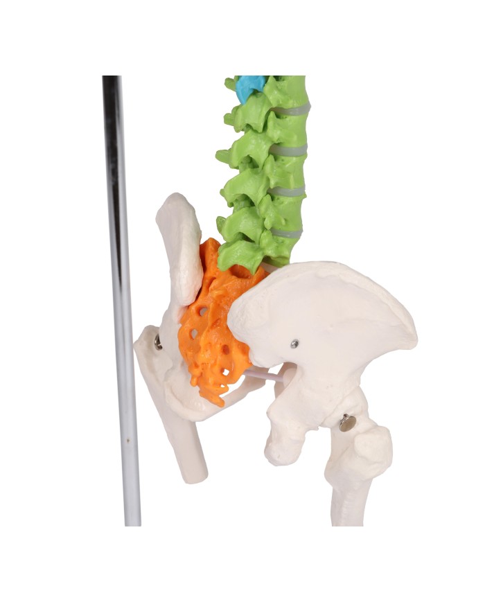 Colonna vertebrale colorata flessibile in miniatura A253