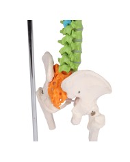Colonna vertebrale colorata flessibile in miniatura A253