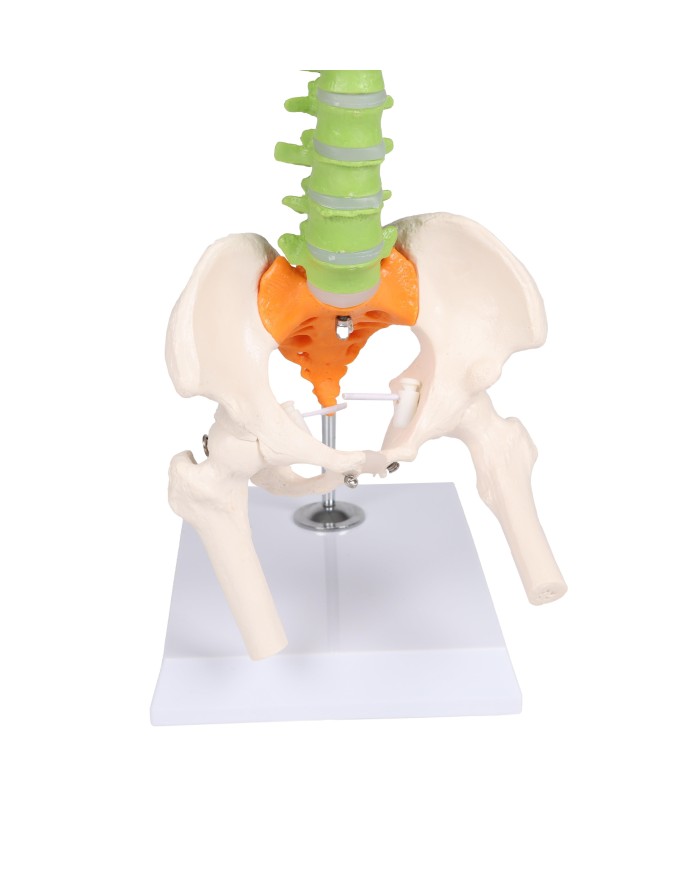 Colonna vertebrale colorata flessibile in miniatura A253