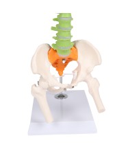 Colonna vertebrale colorata flessibile in miniatura A253