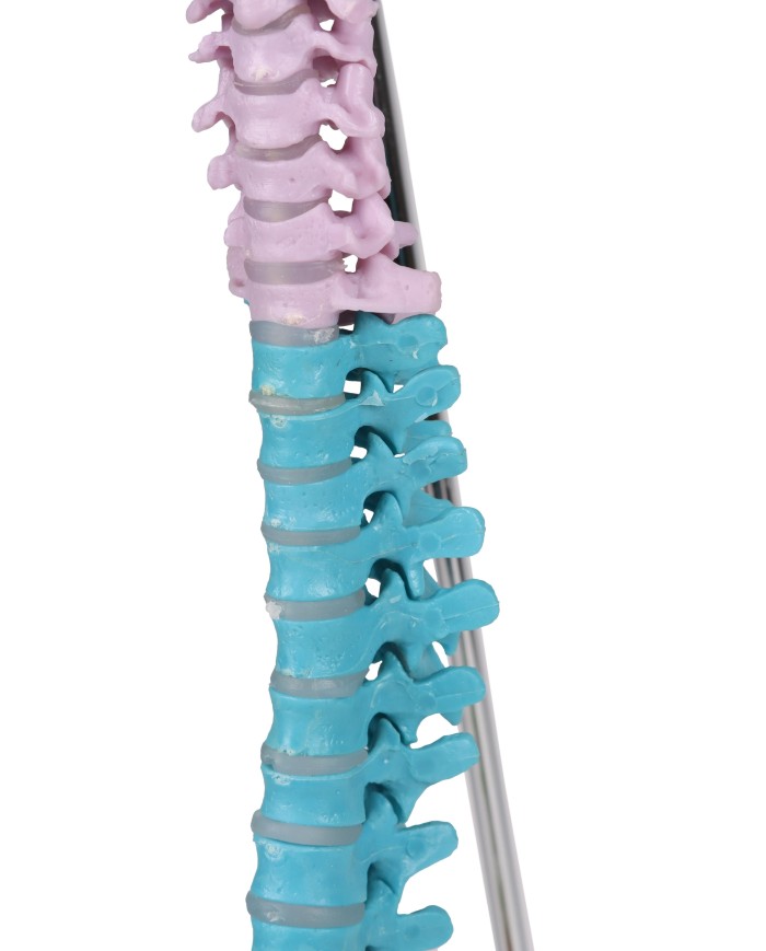 Colonna vertebrale colorata flessibile in miniatura A253