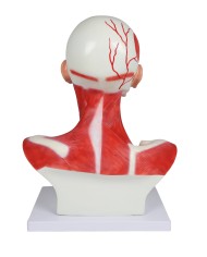 Muscoli di testa collo e torace Erler Zimmer C633