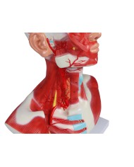 Muscoli di testa collo e torace Erler Zimmer C633