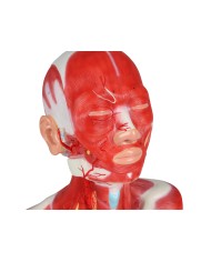 Muscoli di testa collo e torace Erler Zimmer C633