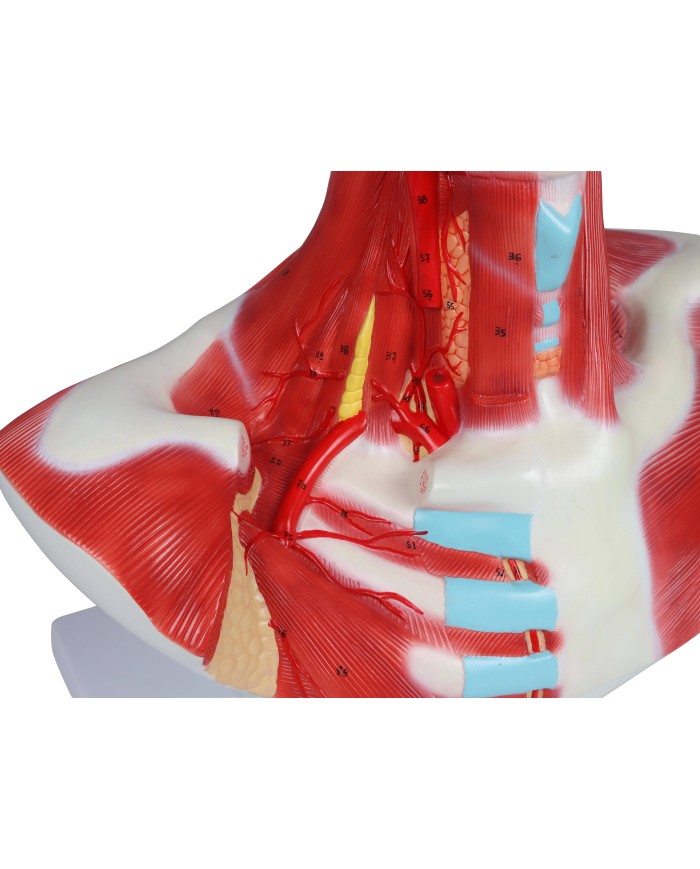 Muscoli di testa collo e torace Erler Zimmer C633