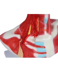Muscoli di testa collo e torace Erler Zimmer C633