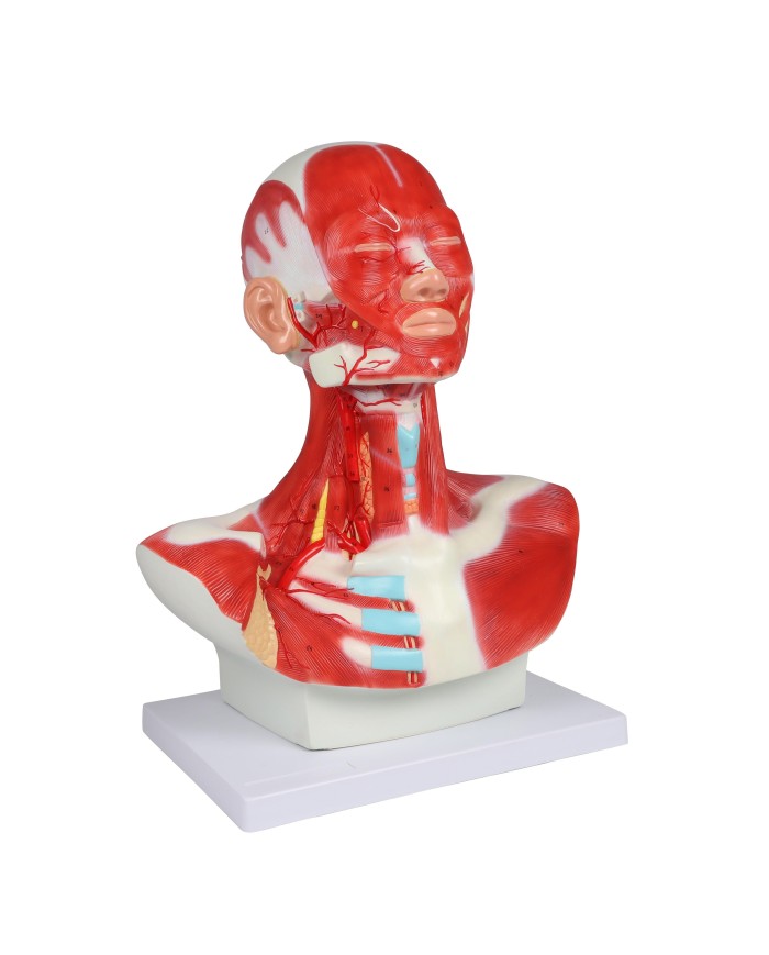 Muscoli di testa collo e torace Erler Zimmer C633