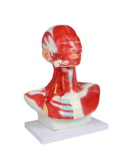 Muscoli di testa collo e torace Erler Zimmer C633