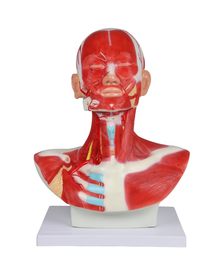 Muscoli di testa collo e torace Erler Zimmer C633