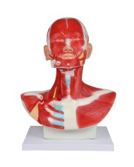 Muscoli di testa collo e torace Erler Zimmer C633