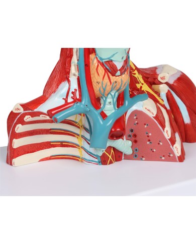 Muscoli di testa collo e torace in due parti Erler Zimmer C634 Muscoli di testa collo e torace in due parti Erler Zimmer C634