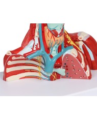 Muscoli di testa collo e torace in due parti Erler Zimmer C634