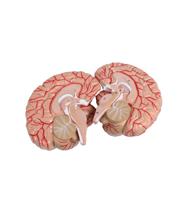 Muscoli di testa collo e torace in due parti Erler Zimmer C634