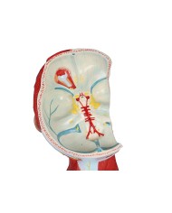 Muscoli di testa collo e torace in due parti Erler Zimmer C634