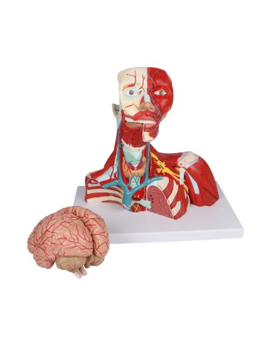 Muscoli di testa collo e torace in due parti Erler Zimmer C634 Muscoli di testa collo e torace in due parti Erler Zimmer C634