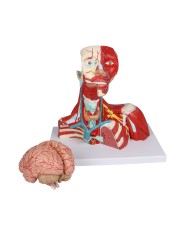 Muscoli di testa collo e torace in due parti Erler Zimmer C634