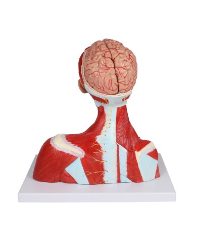 Muscoli di testa collo e torace in due parti Erler Zimmer C634 Muscoli di testa collo e torace in due parti Erler Zimmer C634