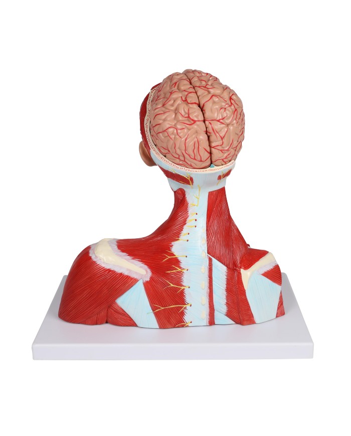 Muscoli di testa collo e torace in due parti Erler Zimmer C634