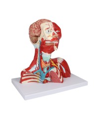 Muscoli di testa collo e torace in due parti Erler Zimmer C634