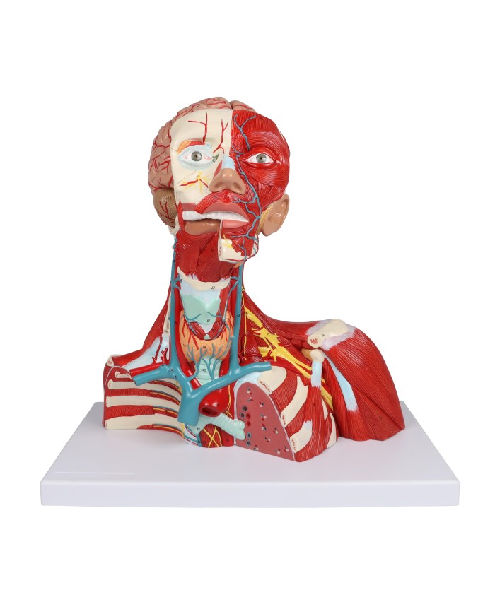 Muscoli di testa collo e torace in due parti Erler Zimmer C634