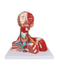 Muscoli di testa collo e torace in due parti Erler Zimmer C634