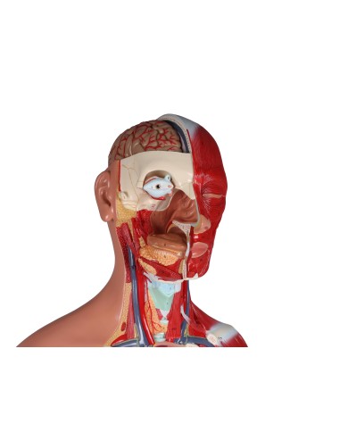 Erler Zimmer modello di torso umano bisessuato con schienale aperto scomp Erler Zimmer modello di torso umano bisessuato con schienale aperto scomp