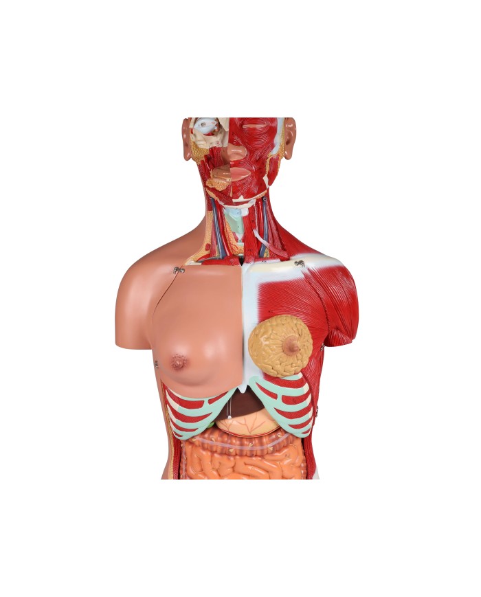 Erler Zimmer modello di torso umano bisessuato con schienale aperto scomp