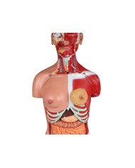 Erler Zimmer modello di torso umano bisessuato con schienale aperto scomp